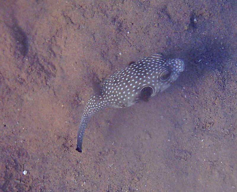 dahab2005-120
