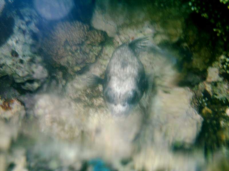 dahab2005-122