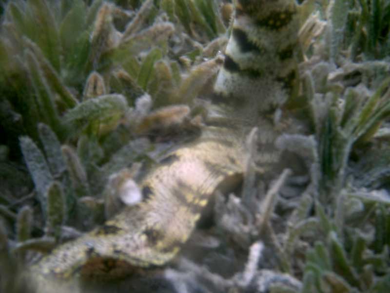 dahab2005-125